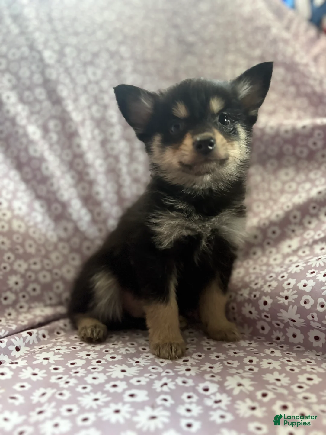 Pomsky dogs for sale: Scar Pomsky Puppy 4 - Ad 2