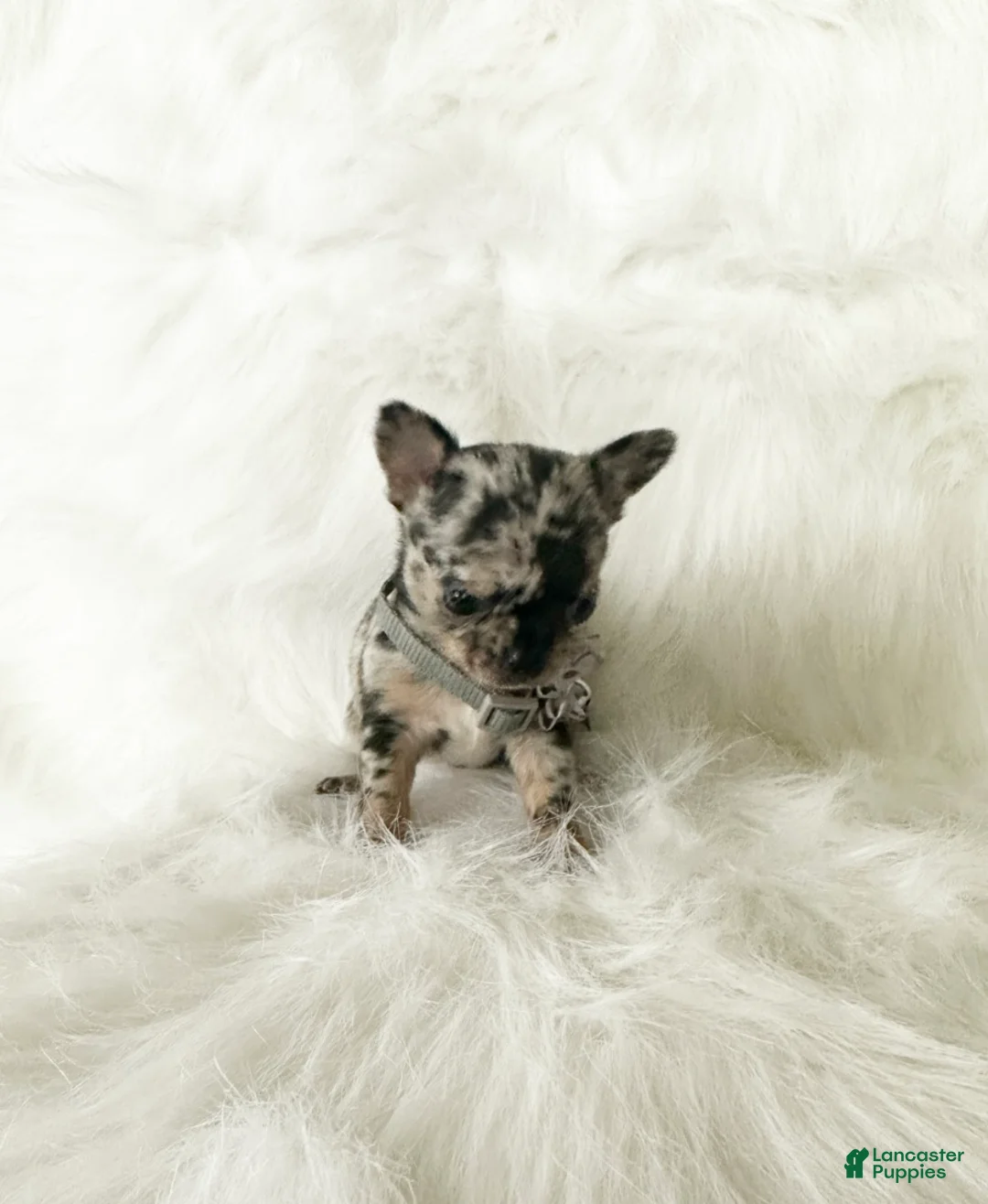 Chihuahua dogs for sale: Stormie - Ad 4