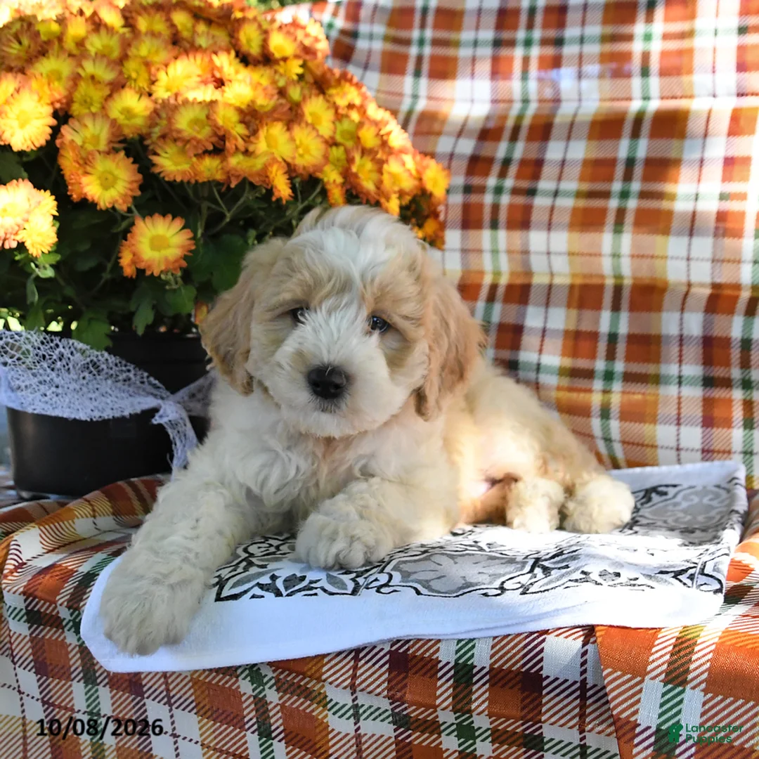 Mini Goldendoodle dogs for sale: Abel - Ad 3
