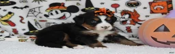 Bernese Mountain Dog dogs for sale: Lacy  - Ad 8