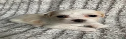 Mixed Breed dogs for sale: Ellie - Ad 3