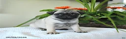 Pug dogs for sale: Tina - Ad 4