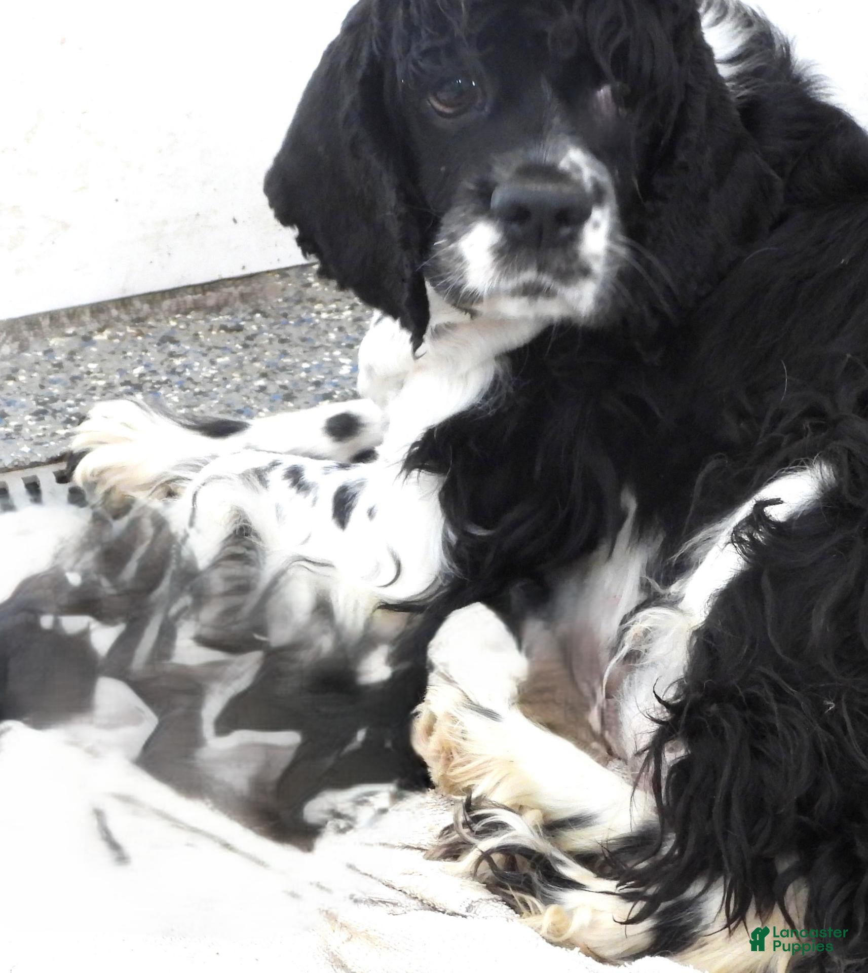 Cocker Spaniel dogs Blackie - Ad 20