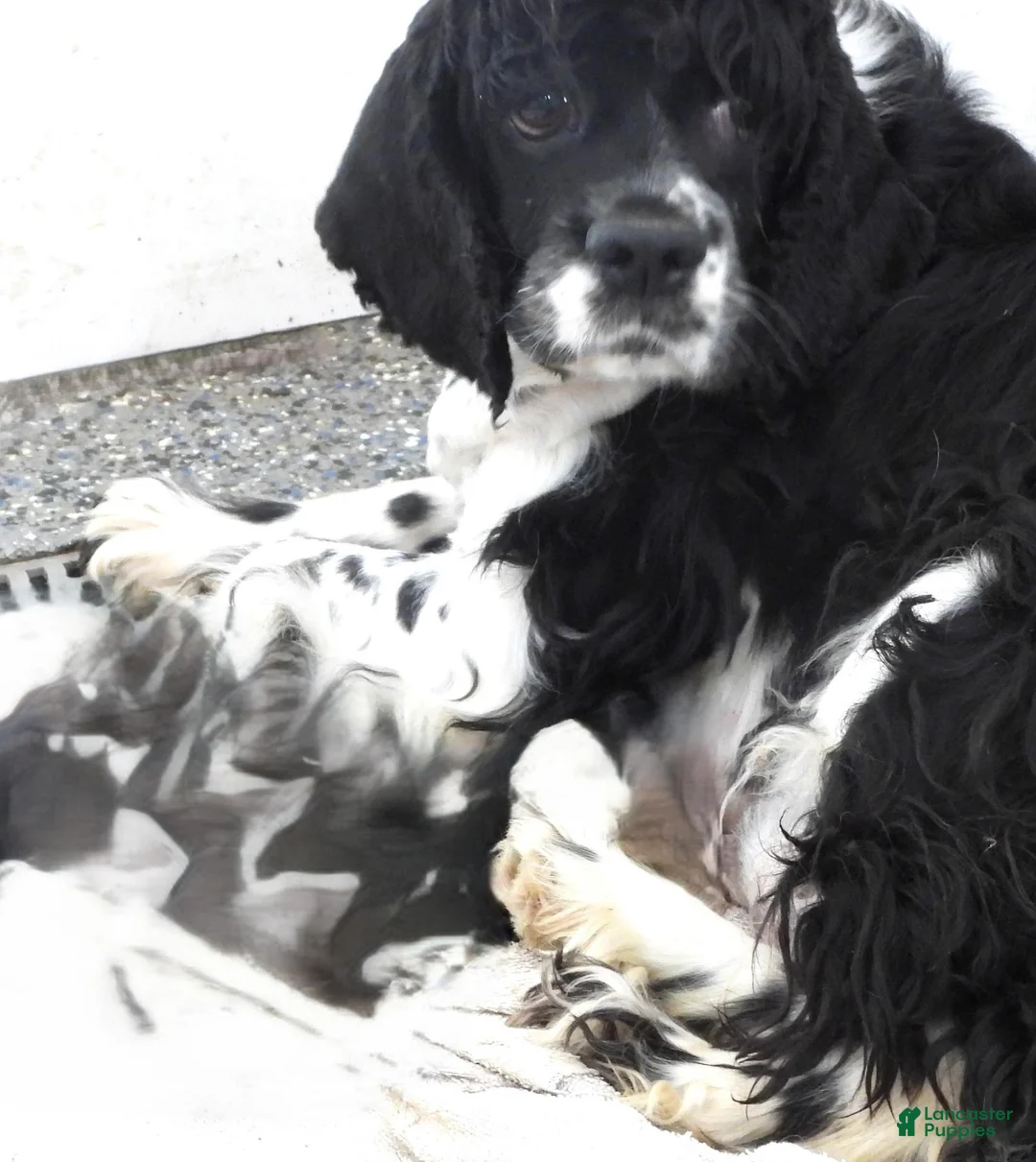 Cocker Spaniel dogs for sale: Blackie - Ad 1