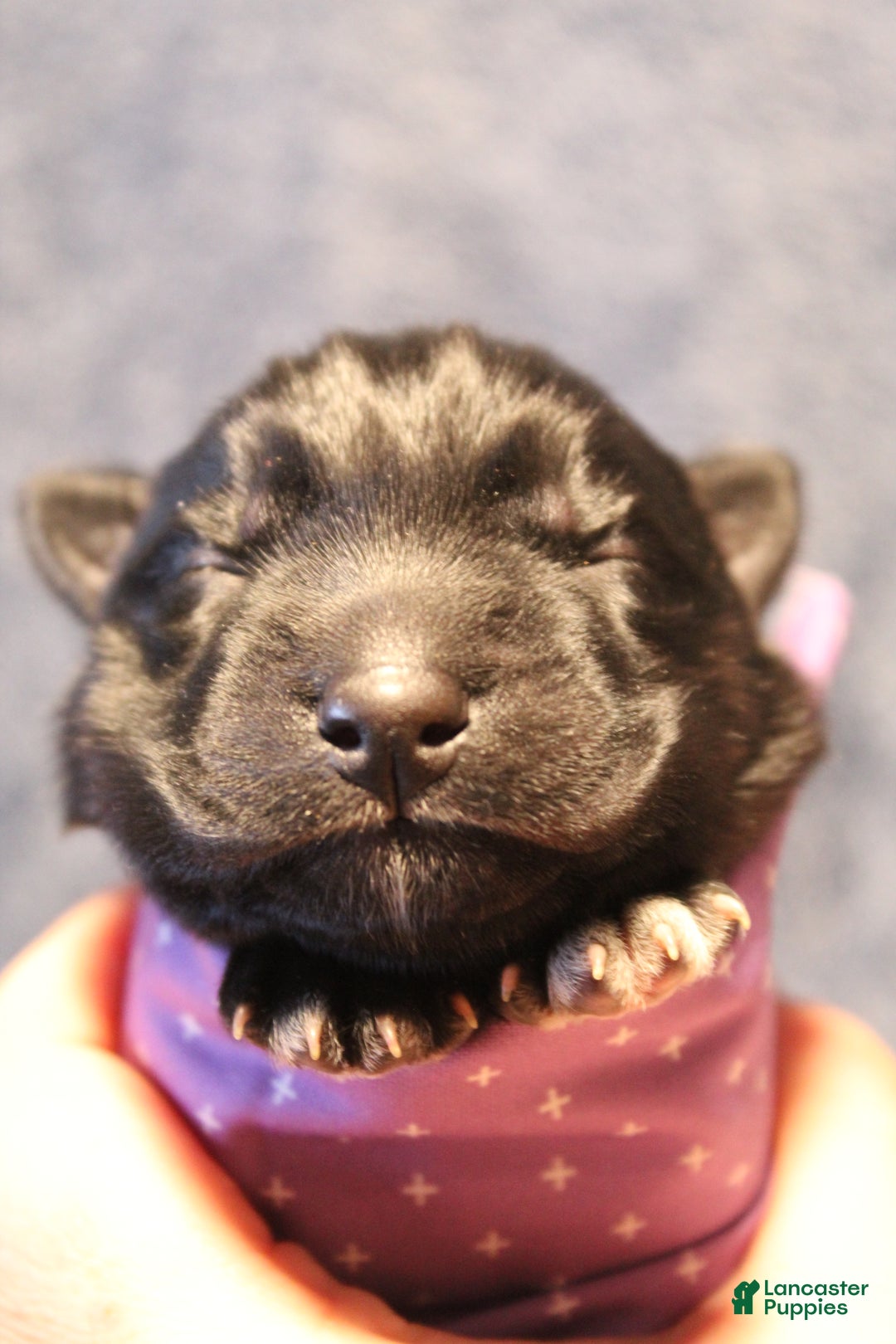 Gerberian Shepsky dogs for sale: 2 Purple - Ad 3