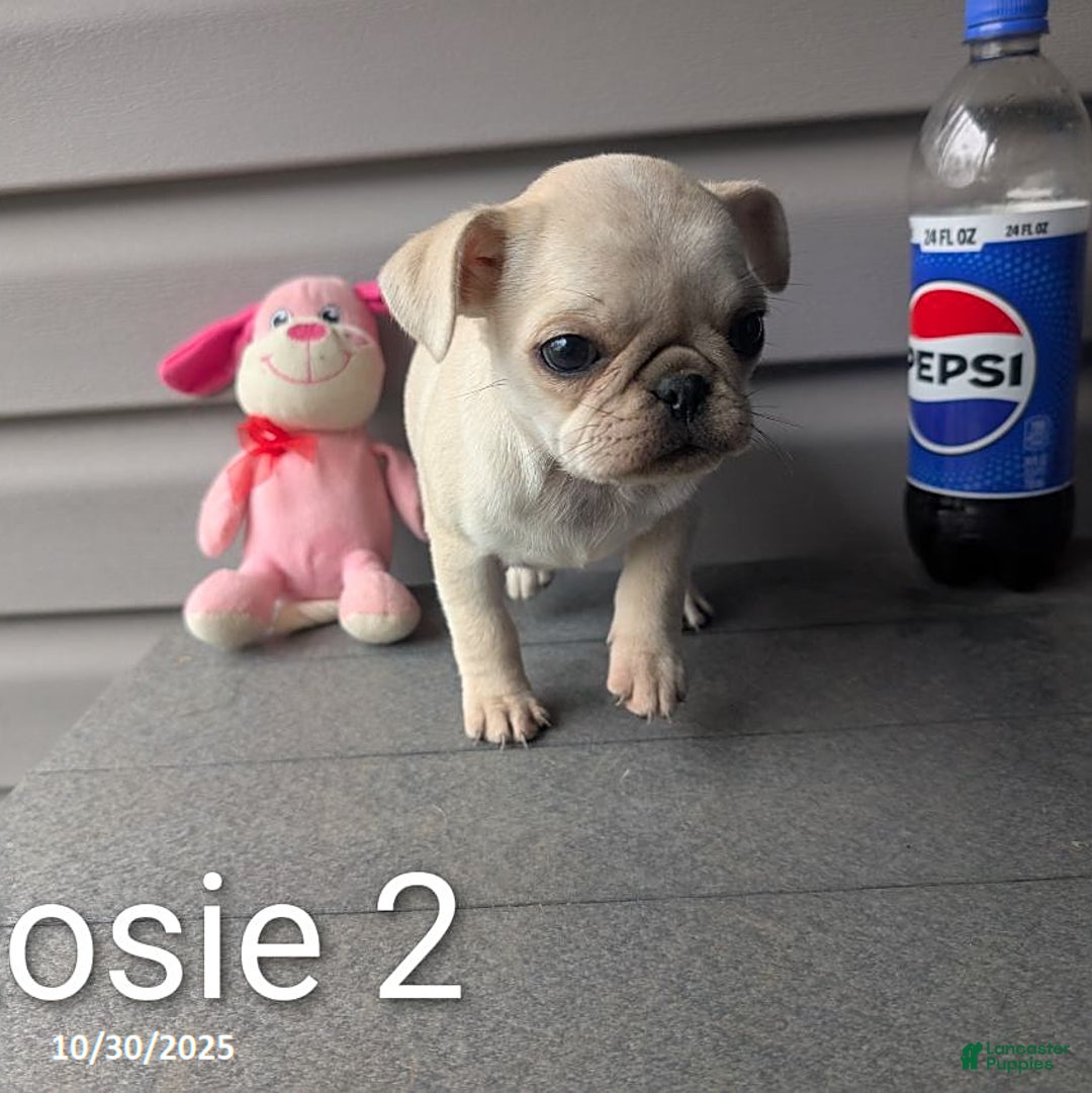 Pug dogs for sale: Rosie - Ad 9