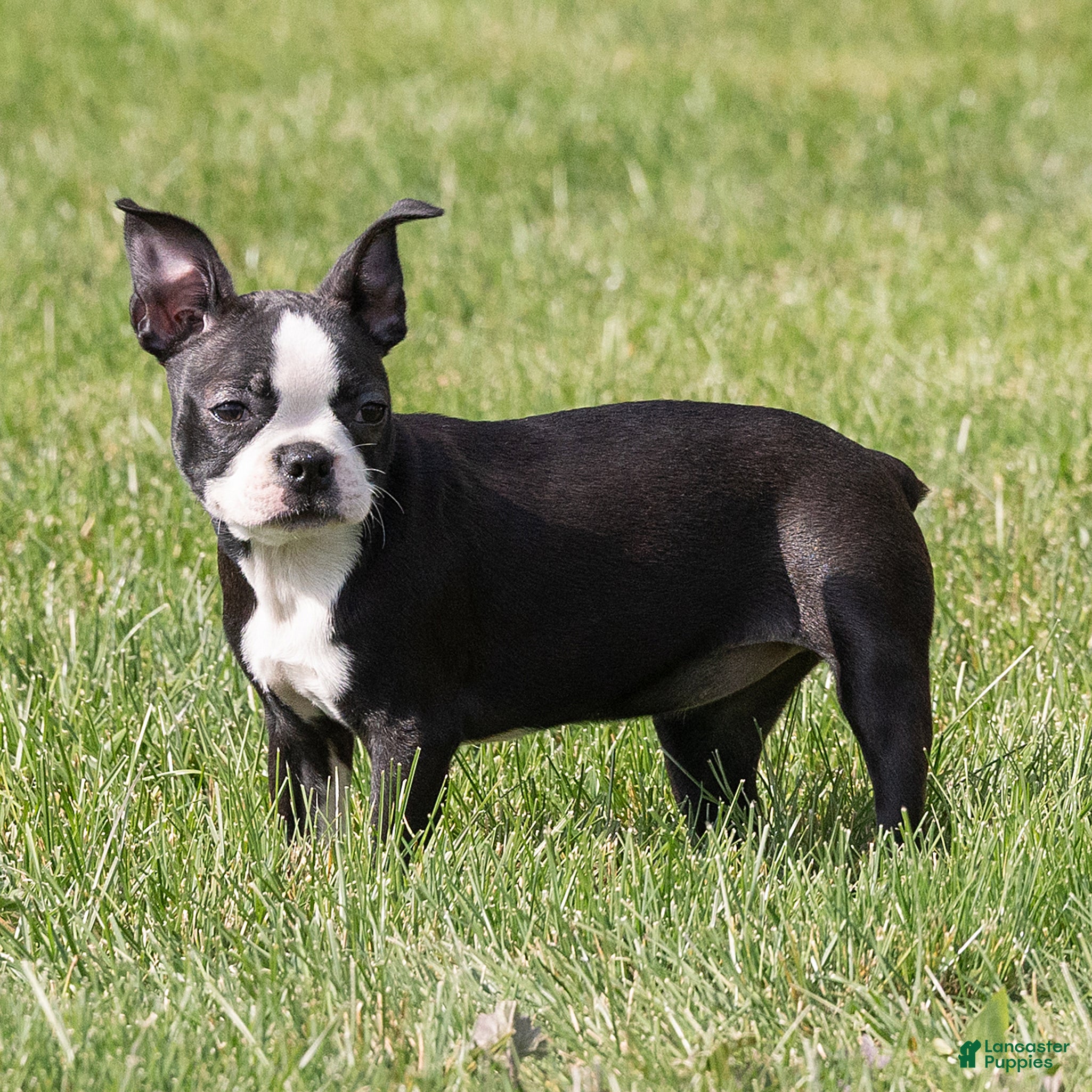 Boston Terrier dogs for sale: Jules Boston Terrier  - Ad 2