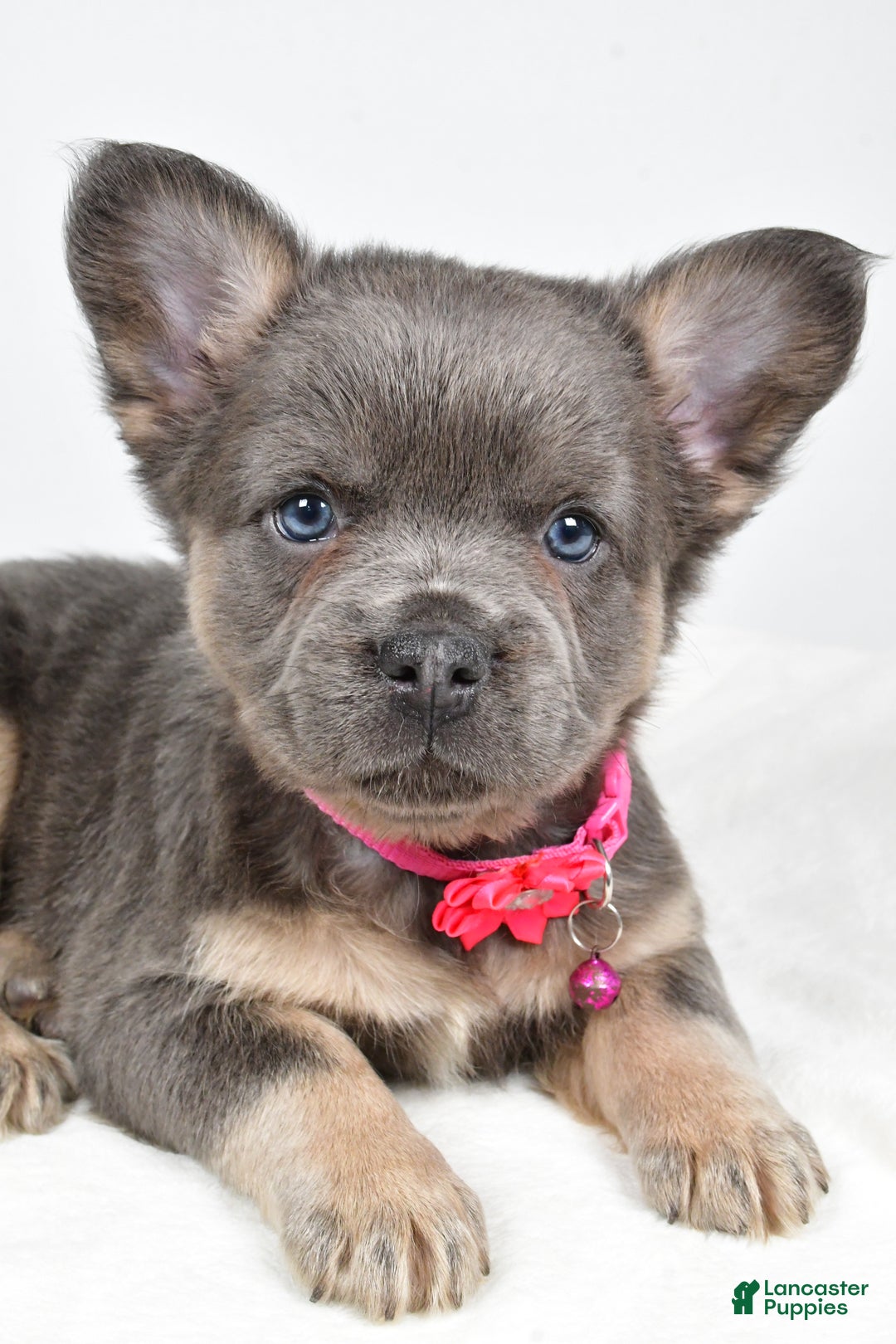 French Bulldog dogs for sale: Brianna - Ad 10