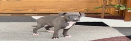 Italian Greyhound dogs for sale: Kk - Ad 10