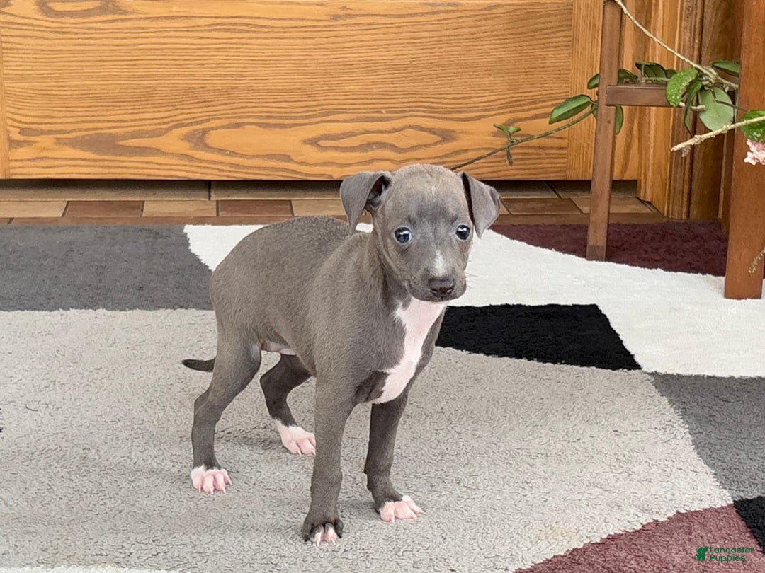 Italian Greyhound dogs for sale: Kk - Ad 10