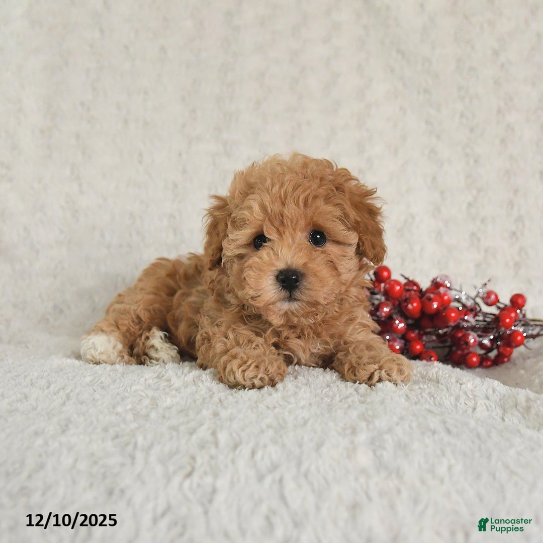 Yorkiepoo dogs for sale: Ranger - Ad 5