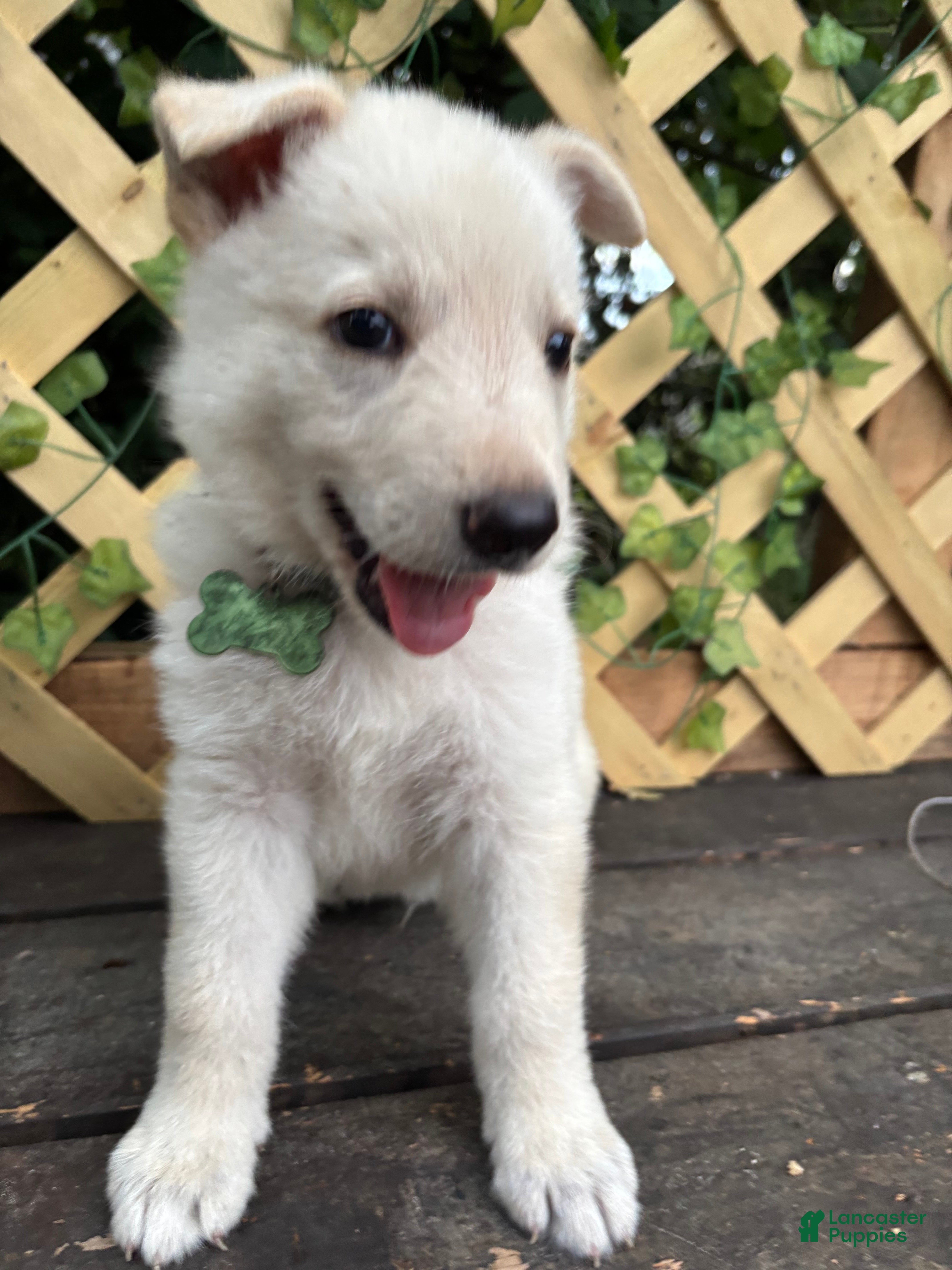 German Shepherd dogs Everest - Ad 13