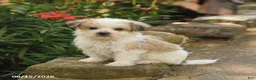 Morkie dogs for sale: Firefly - Ad 1