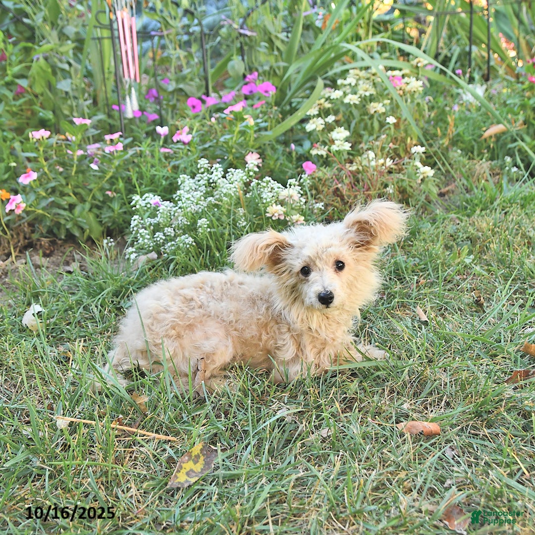 Pomapoo dogs for sale: Emily - Ad 2