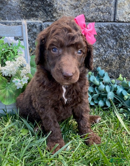 Standard Poodle dogs Tasha- genetic clear - Ad 1