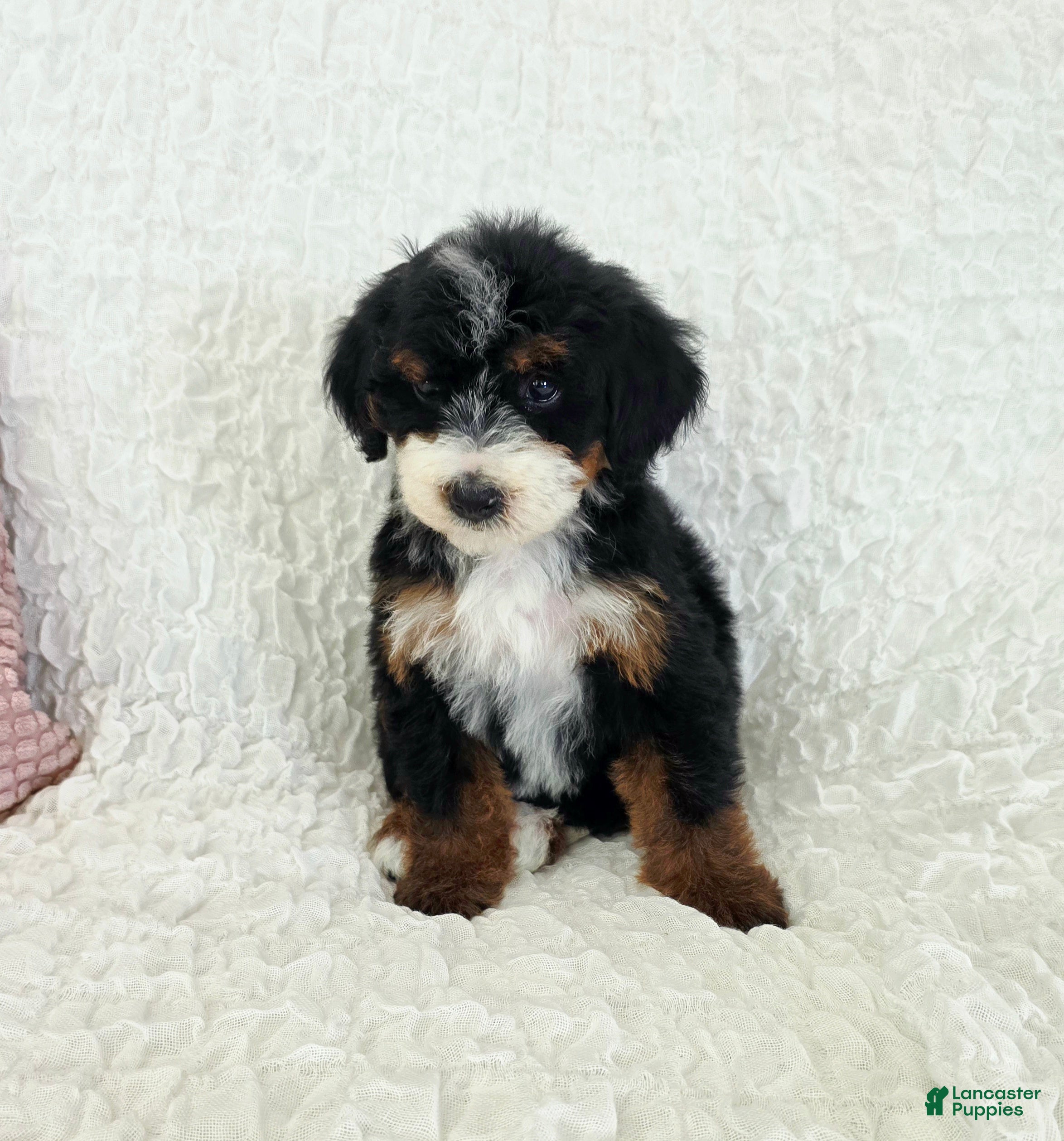 Bernedoodle dogs Alice - Ad 2