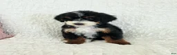Bernedoodle dogs for sale: Alice - Ad 2