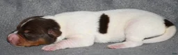 Rat Terrier dogs for sale: Massena - Ad 4
