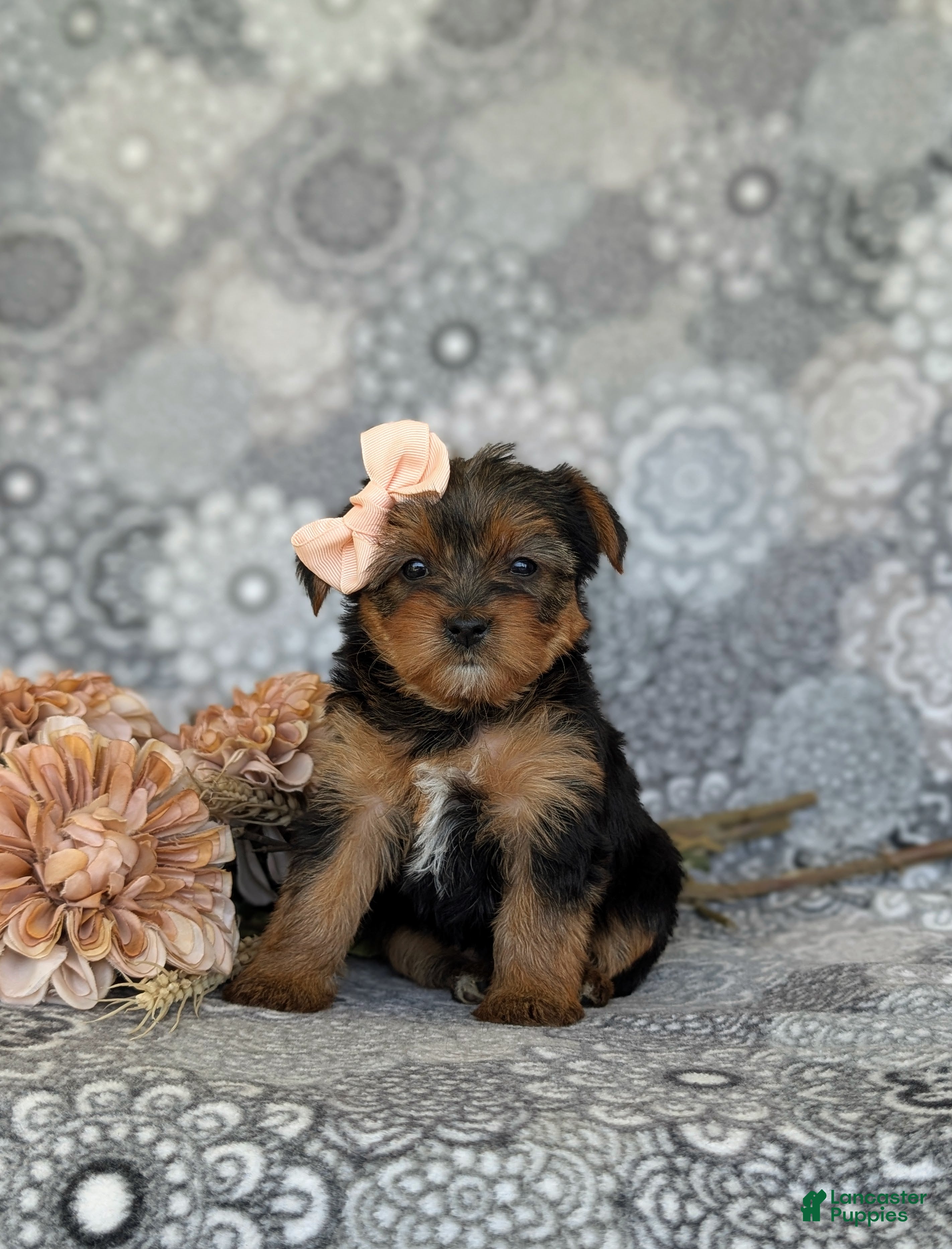 Shorkie dogs McKinlee 7 lbs Full Grown - Ad 1