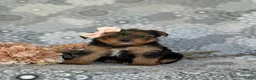 Shorkie dogs for sale: McKinlee 7 lbs Full Grown - Ad 1