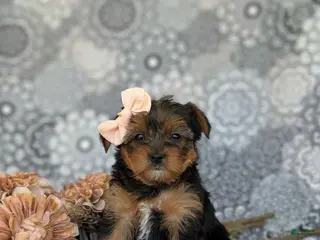 Shorkie dogs for sale: McKinlee 7 lbs Full Grown - Ad 4