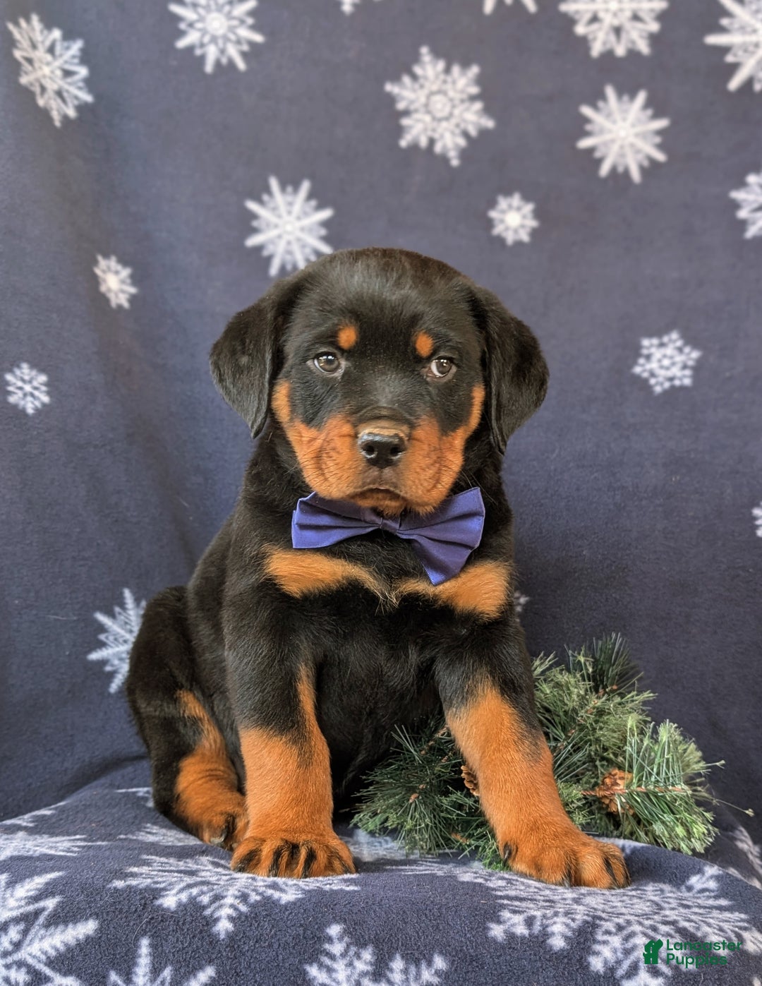 Rottweiler dogs for sale: Atkinson - Ad 4