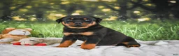 Rottweiler dogs for sale: Kane - Ad 6