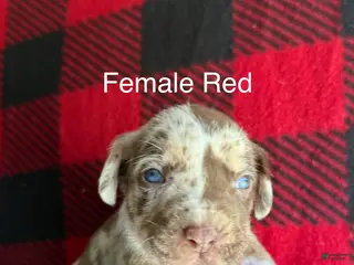 Catahoula Leopard Dog dogs Catahoula Leopard Dog Puppy 7 - Ad 6