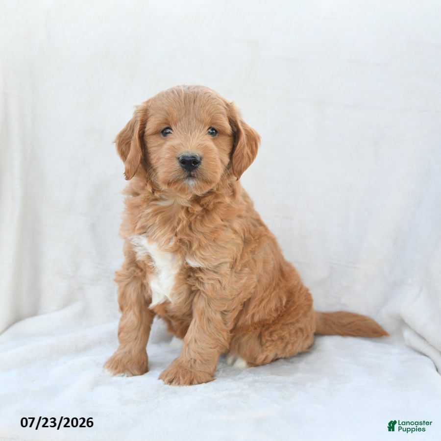 Mini Goldendoodle dogs Paisley - Ad 2