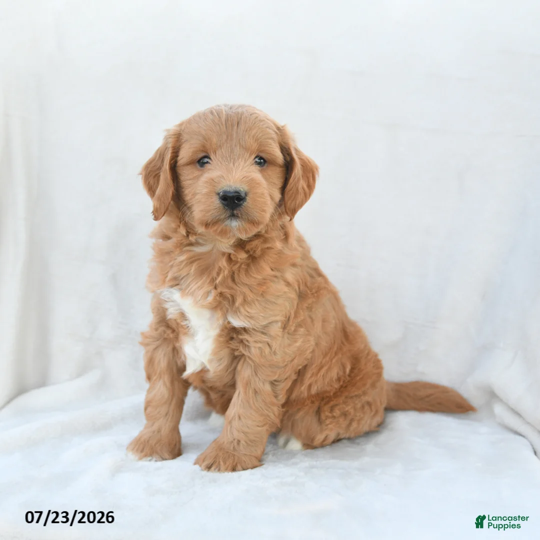 Mini Goldendoodle dogs for sale: Paisley - Ad 2