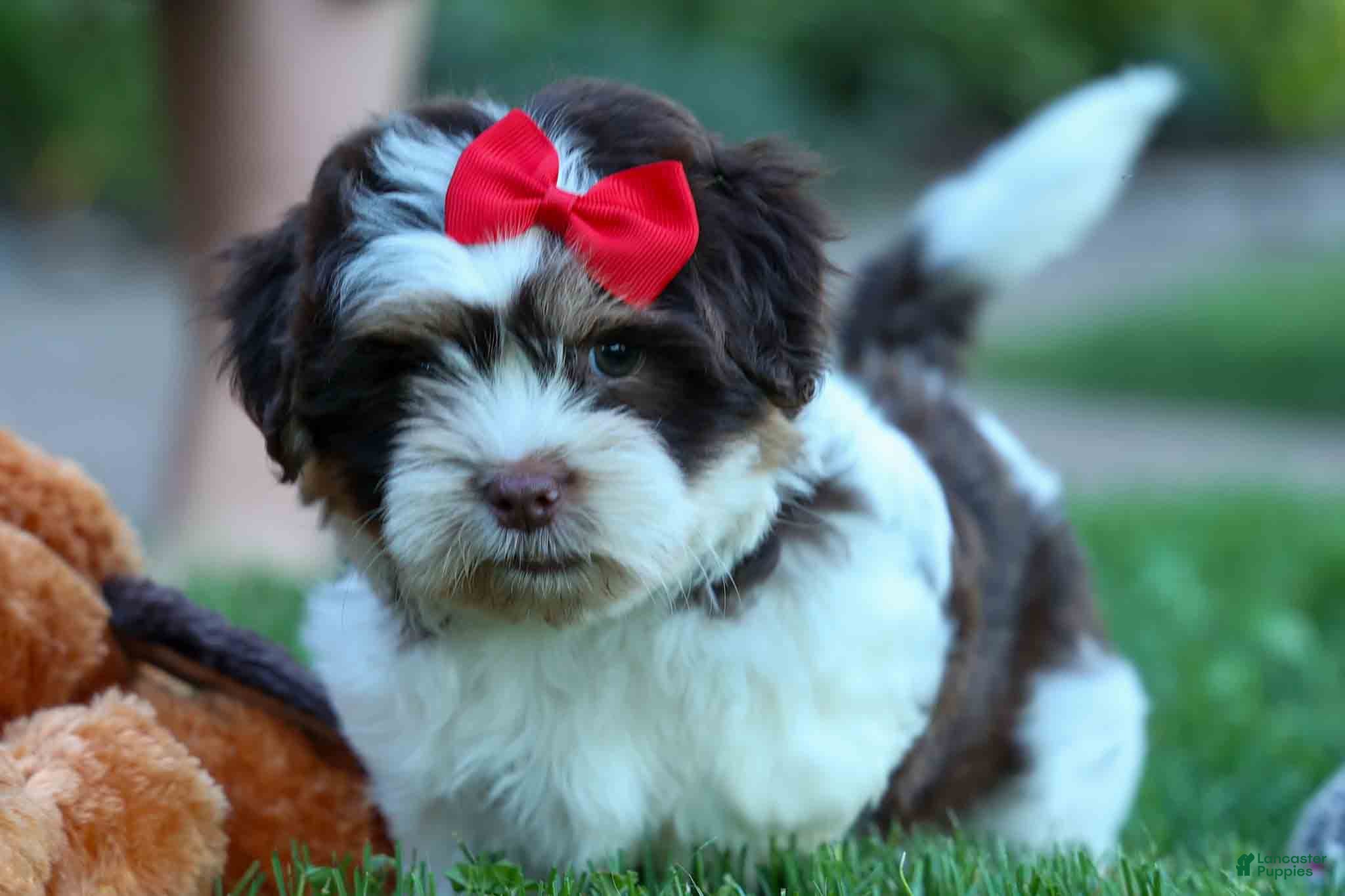 Teddy Bear dogs  Ollie Bear 💙 - Ad 2