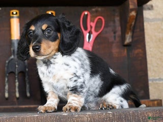 Miniature Dachshund dogs - Ad 30