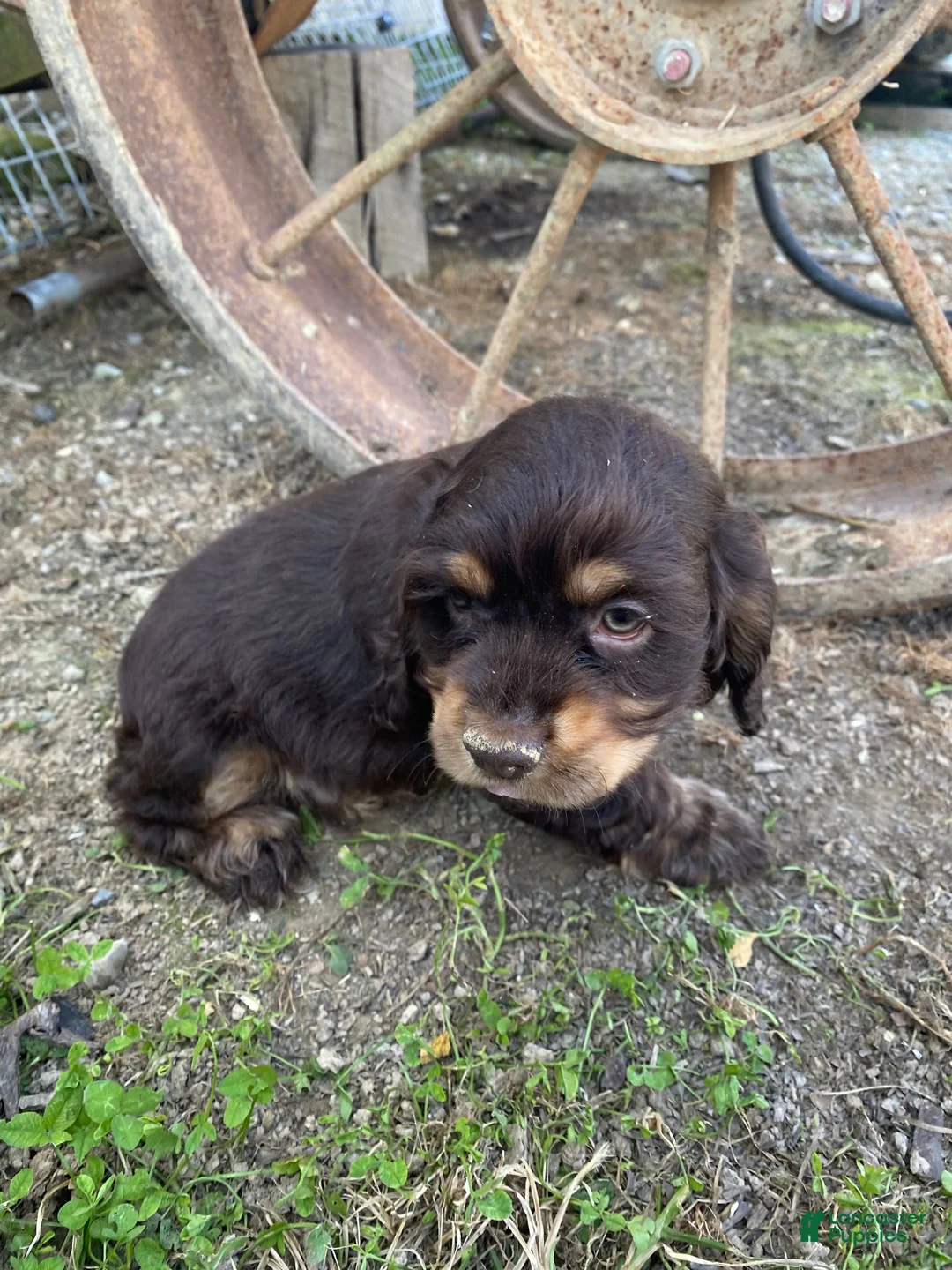Cocker Spaniel dogs for sale: Brownie - Ad 9