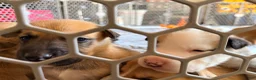 Mixed Breed dogs for sale: Pitsky femlae 6 - Ad 5