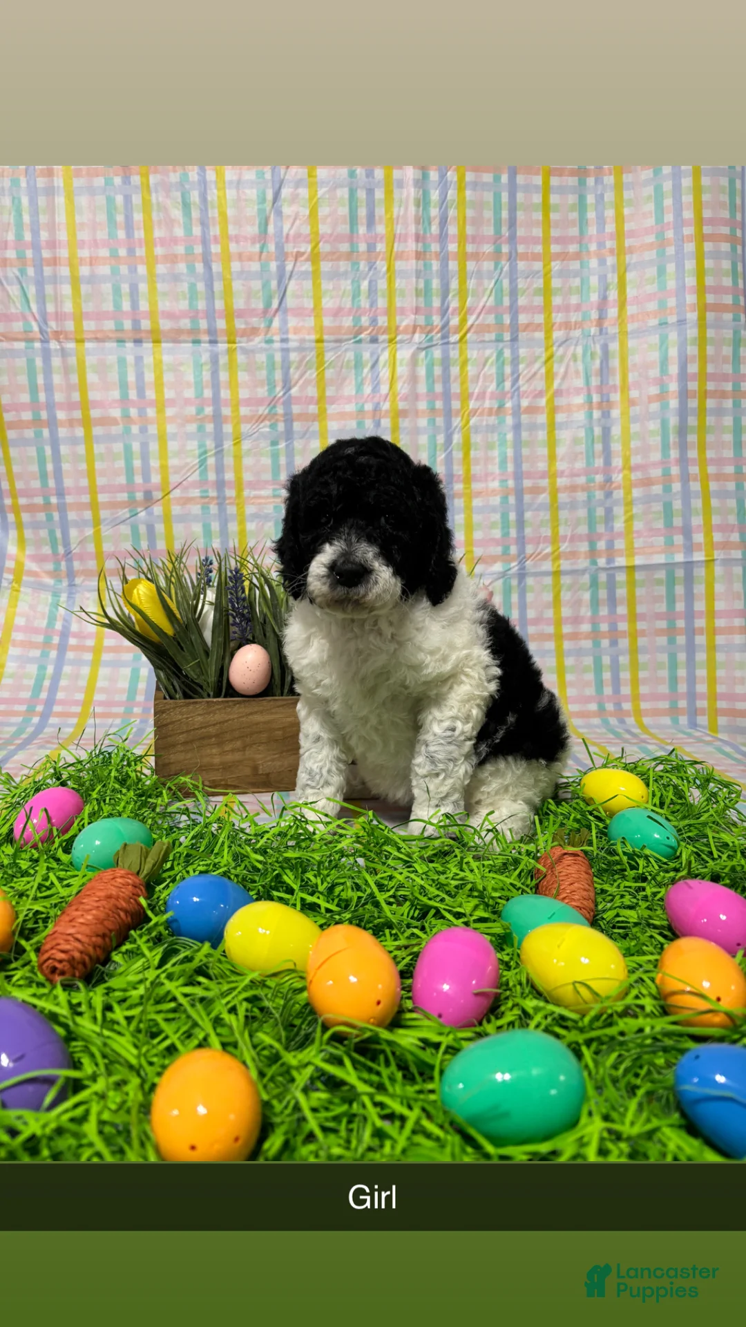 Standard Poodle dogs for sale: Callie - Ad 1