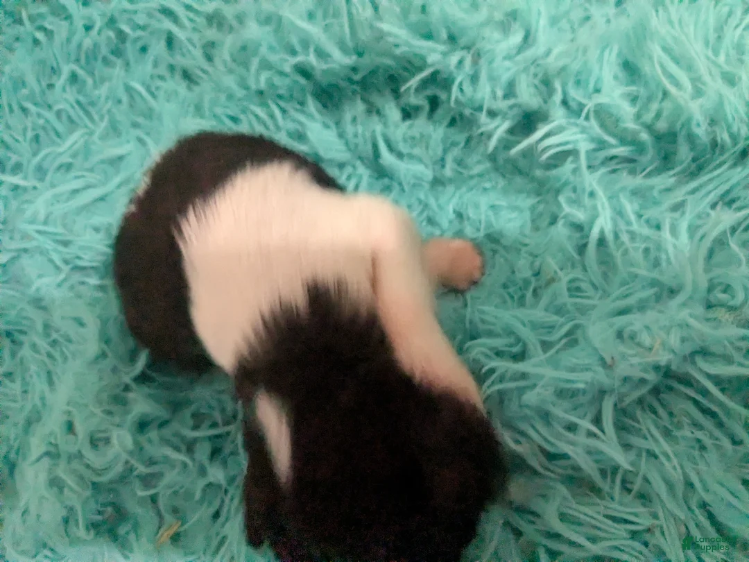 Chihuahua dogs for sale: Tiny Tcup Apple Head Inky  - Ad 2