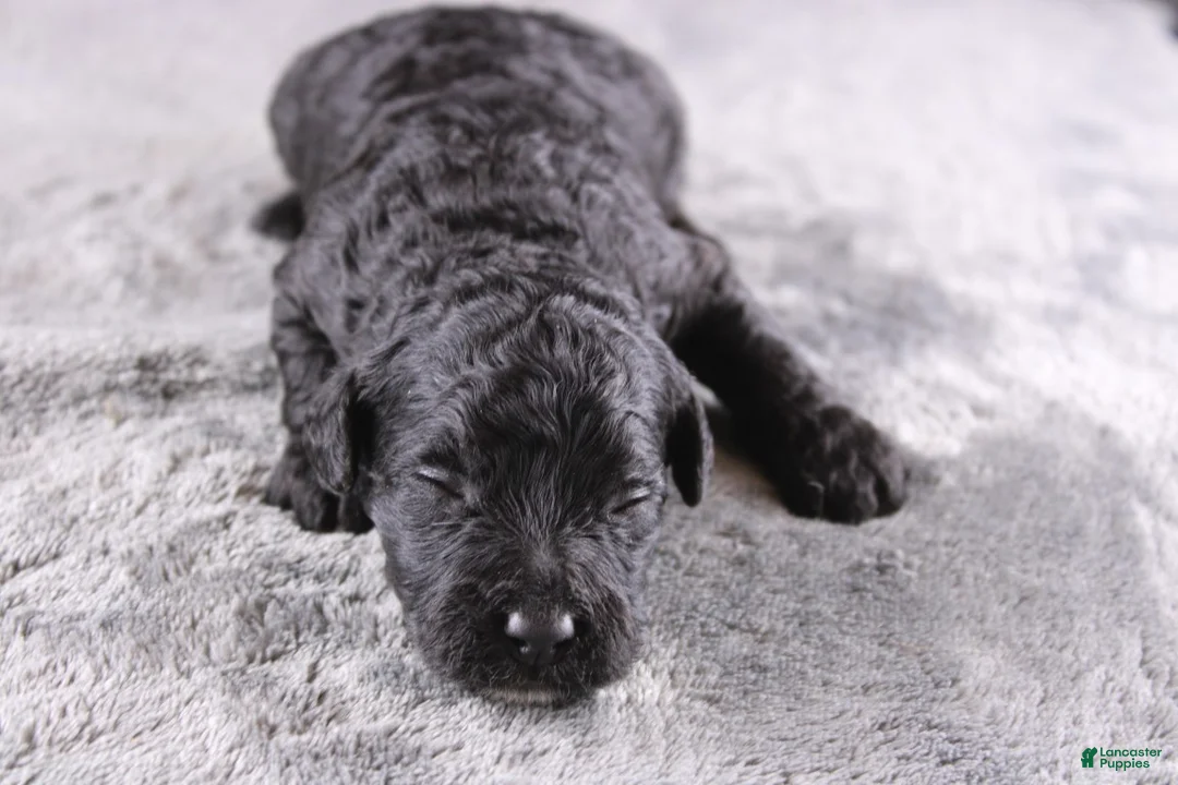 Mini Goldendoodle dogs for sale: Creed - Ad 1