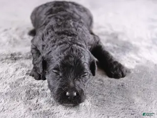 Mini Goldendoodle dogs Creed - Ad 10