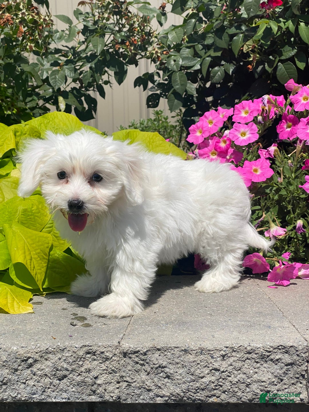Coton De Tulear dogs for sale: Candy - Ad 11