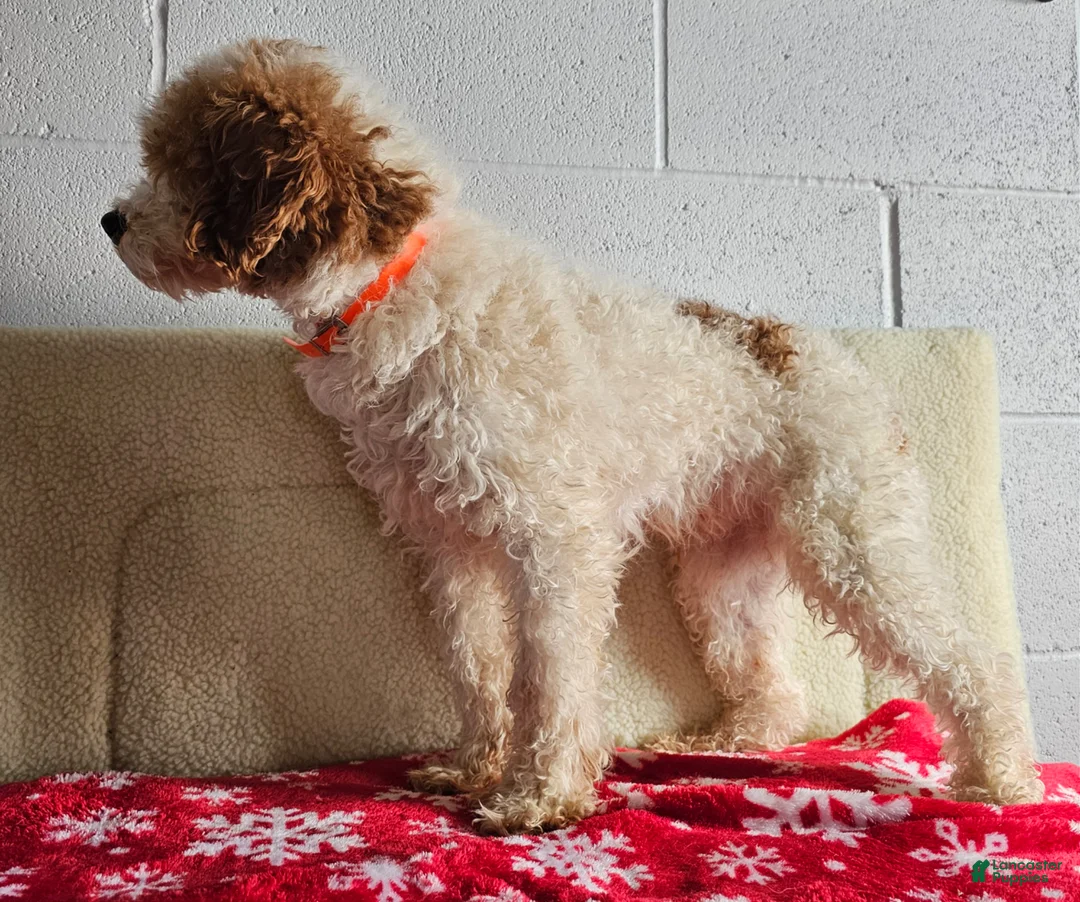 Mini Goldendoodle dogs for sale: Ranger - Ad 9