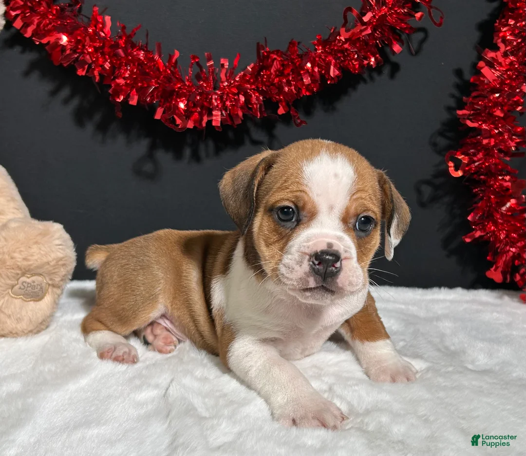 Beabull dogs for sale: Brodie - Ad 2