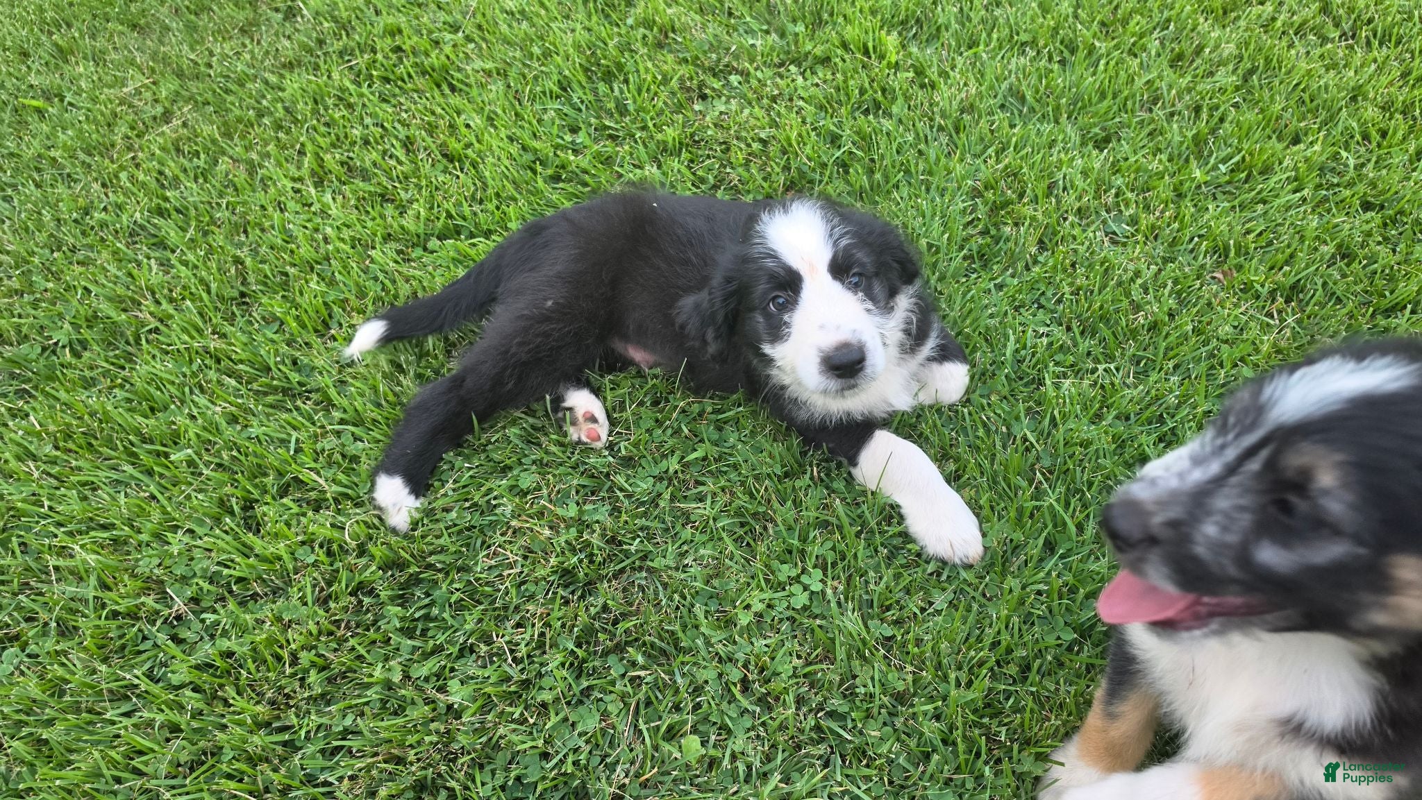 Mixed Breed dogs for sale: Nibbles - Ad 2