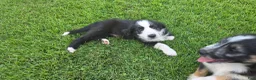 Mixed Breed dogs for sale: Nibbles - Ad 1