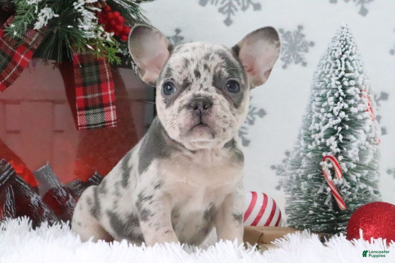 French Bulldog dogs Addie - Ad 20