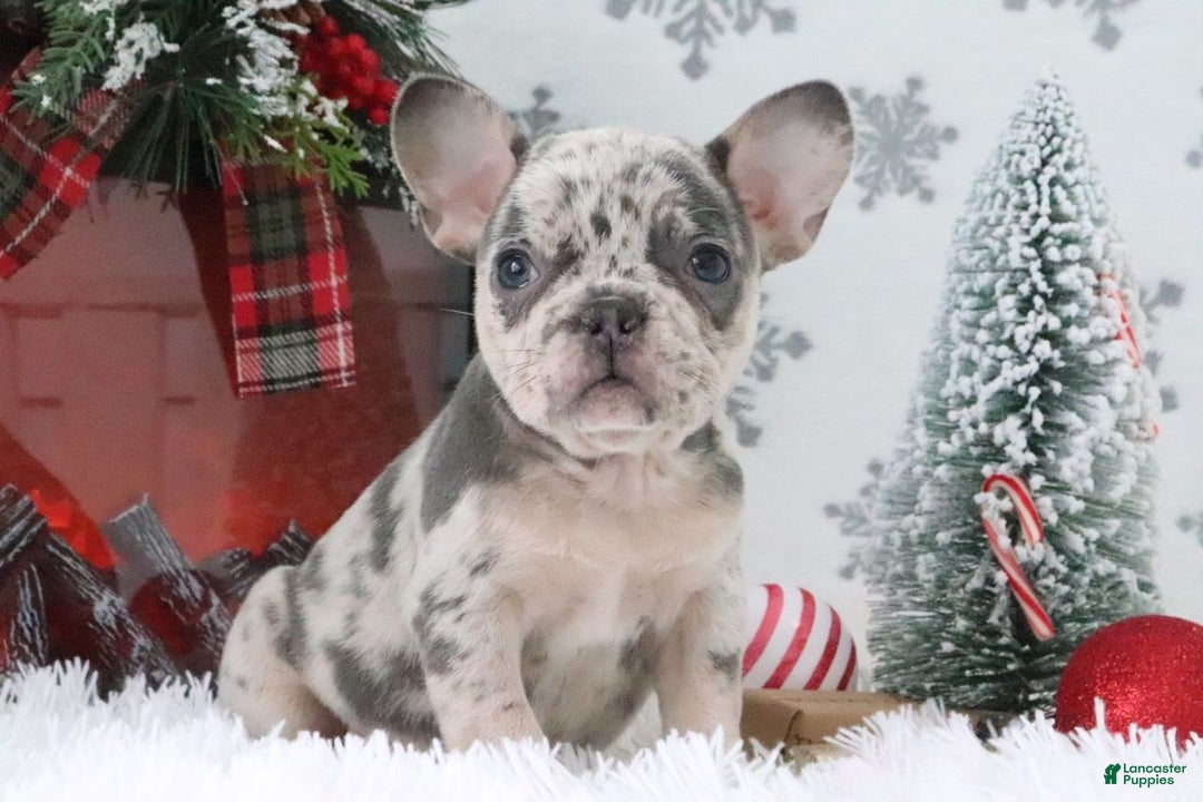 French Bulldog dogs for sale: Addie - Ad 1