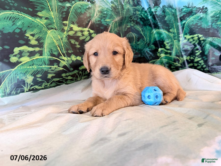 Golden Retriever dogs Cederick - Ad 1