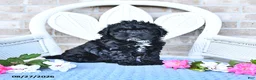 Cockapoo dogs for sale: Tulip - Ad 2