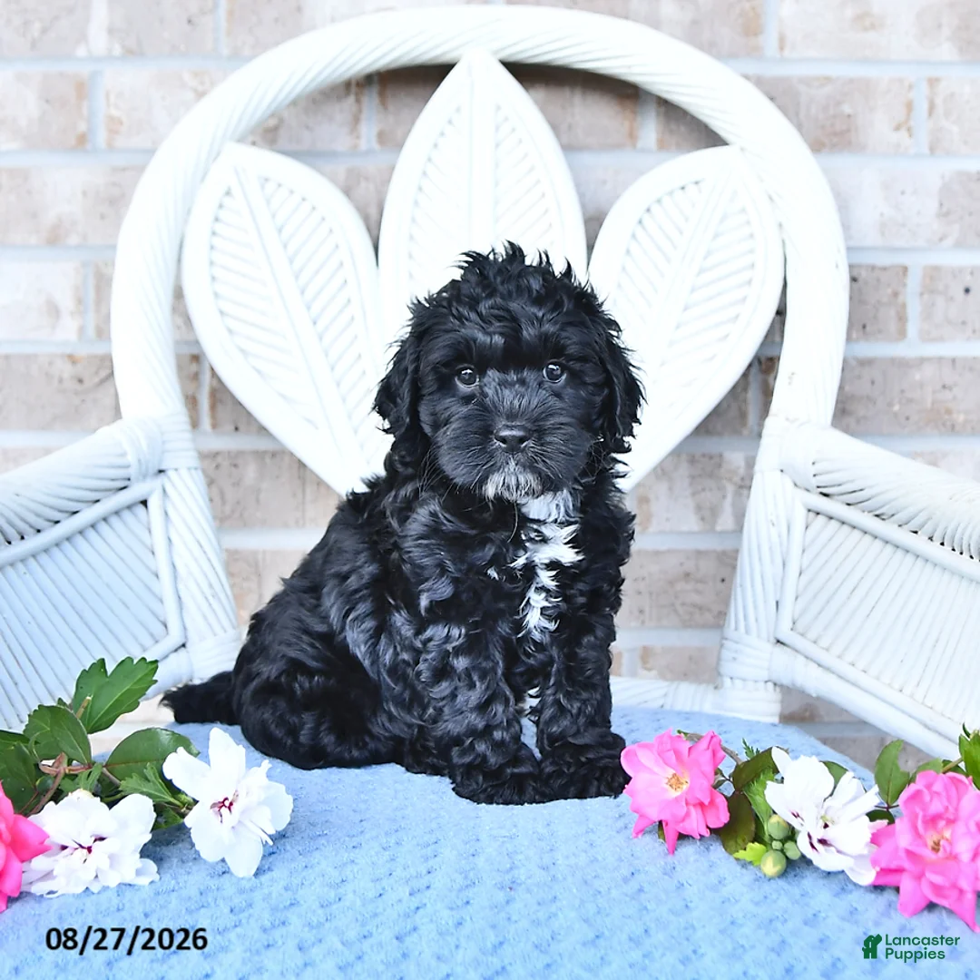 Cockapoo dogs for sale: Tulip - Ad 2