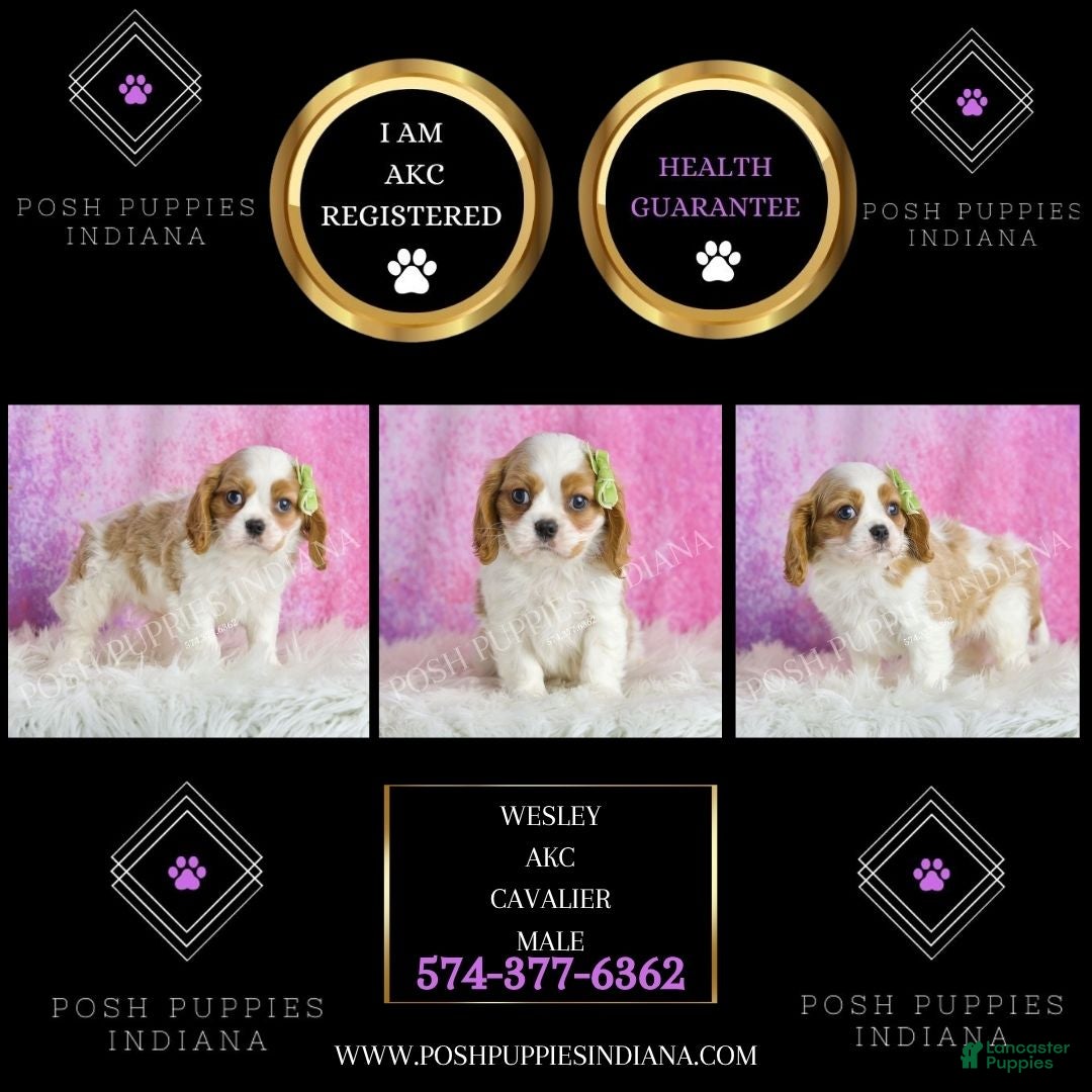 Cavalier King Charles Spaniel dogs for sale: Wesley - Ad 5