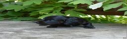 Miniature Dachshund dogs for sale: Harriet - Ad 6